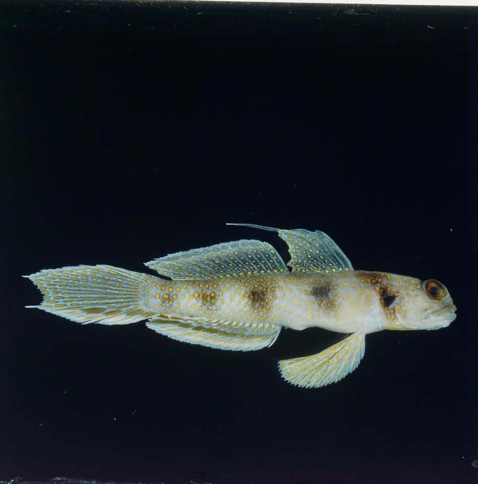 ภาพประกอบของ ปลาบู่ opercularis (Vanderhorstia opercularis)