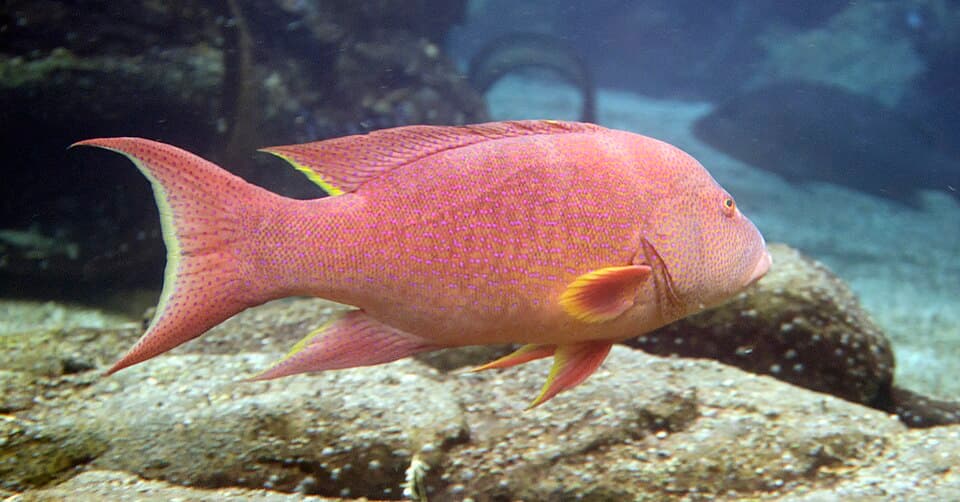 ภาพประกอบของ ปลากะรัง albimarginata (Variola albimarginata)