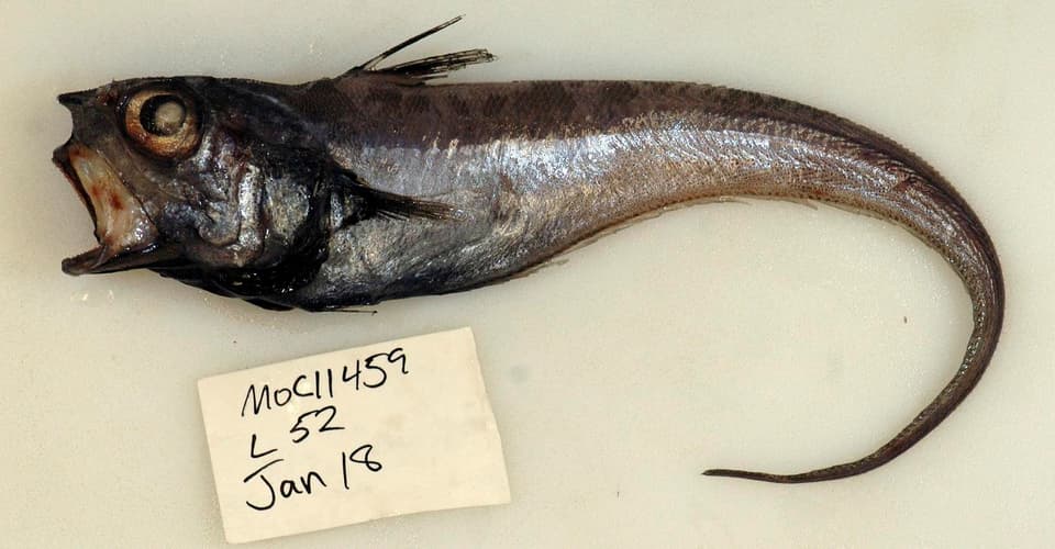 ภาพประกอบของ ปลา mucocephalus (Ventrifossa mucocephalus)