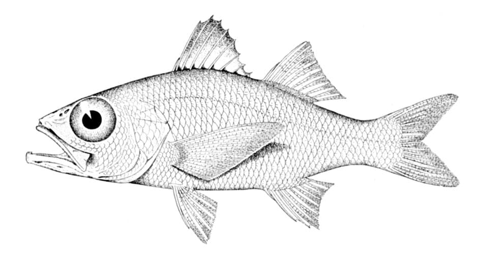 ภาพประกอบของ ปลา sordidus (Verilus sordidus)