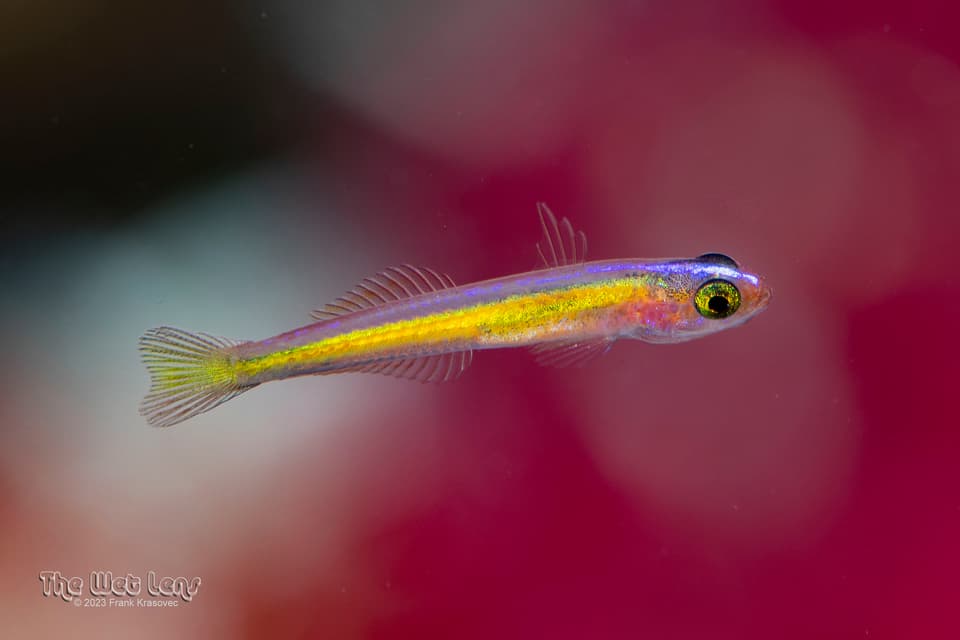 ภาพประกอบของ ปลาบู่เหลืองมะนาวบู่ (Vomerogobius flavus)