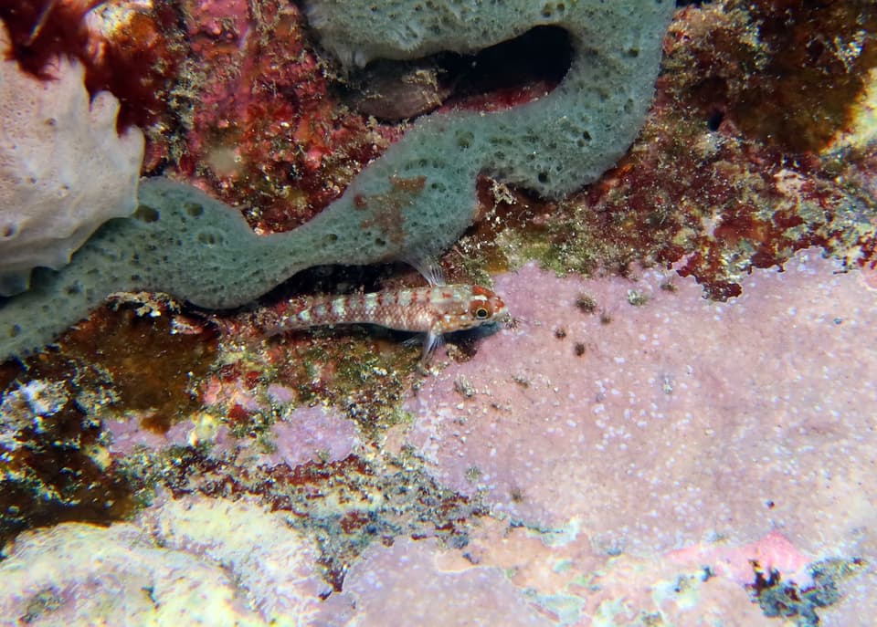 ภาพประกอบของ ปลาบู่บู่ (Wheelerigobius wirtzi)