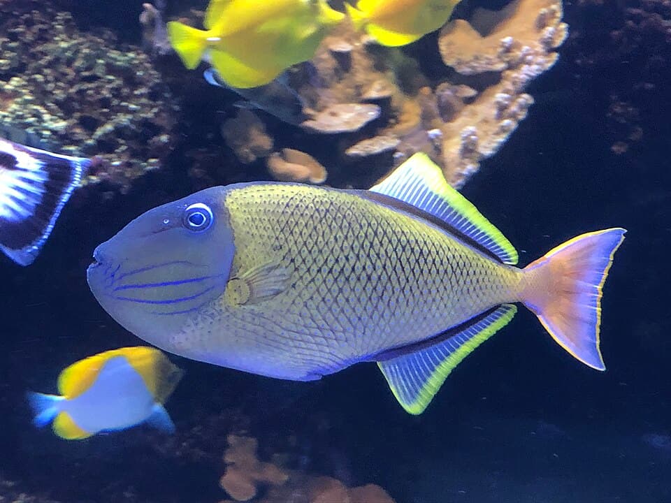ภาพประกอบของ ปลาวัวลายน้ำตาล (Xanthichthys mento)