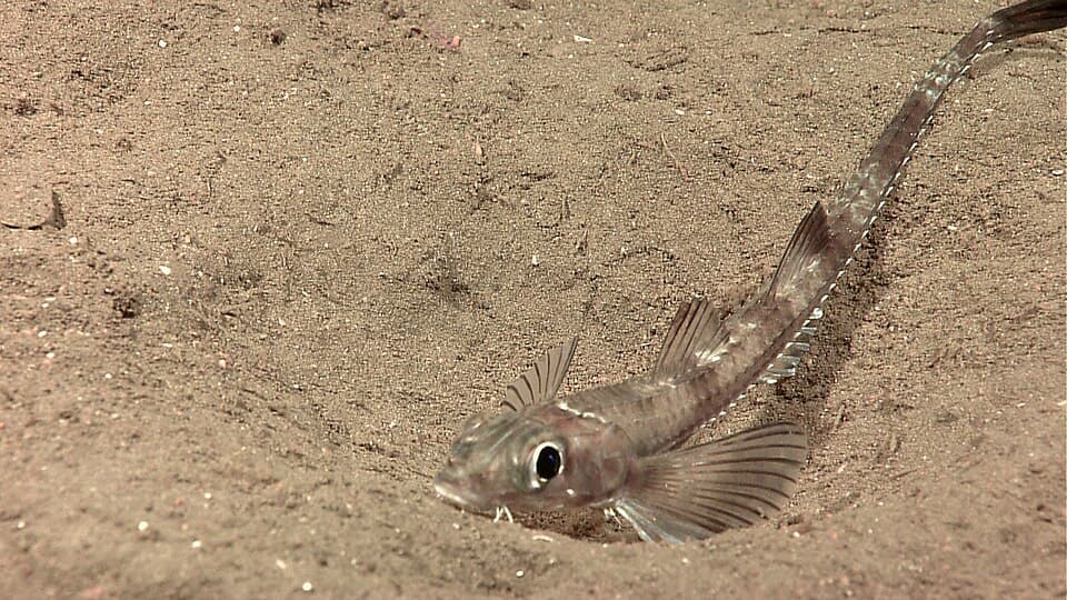 ภาพประกอบของ ปลา latifrons (Xeneretmus latifrons)