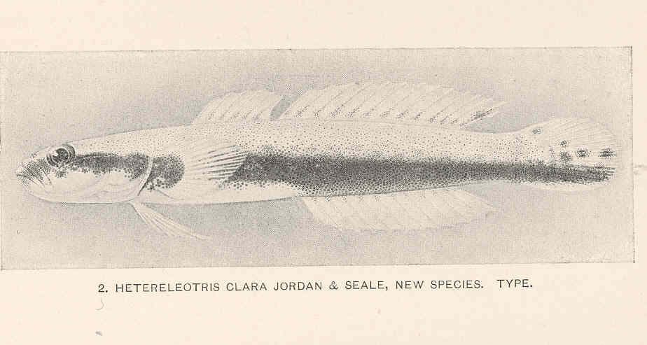 ภาพประกอบของ ปลา clarus (Xenisthmus clarus)