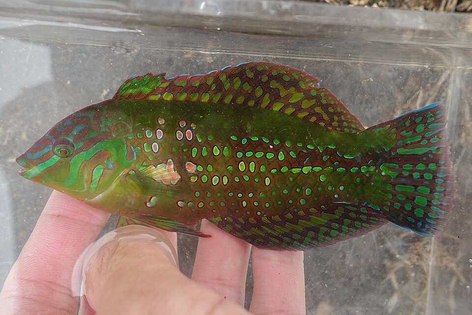 ภาพประกอบของ ปลานกขุนทอง margaritaceus (Xenojulis margaritaceus)