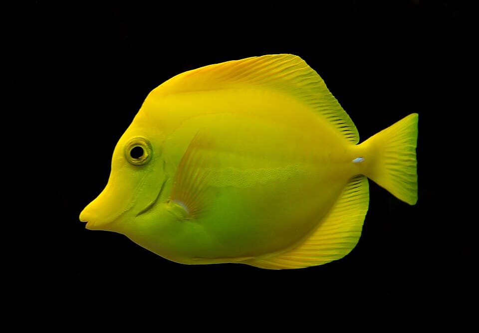 ภาพ ปลาขี้ตังเบ็ดเหลือง (Zebrasoma flavescens)
