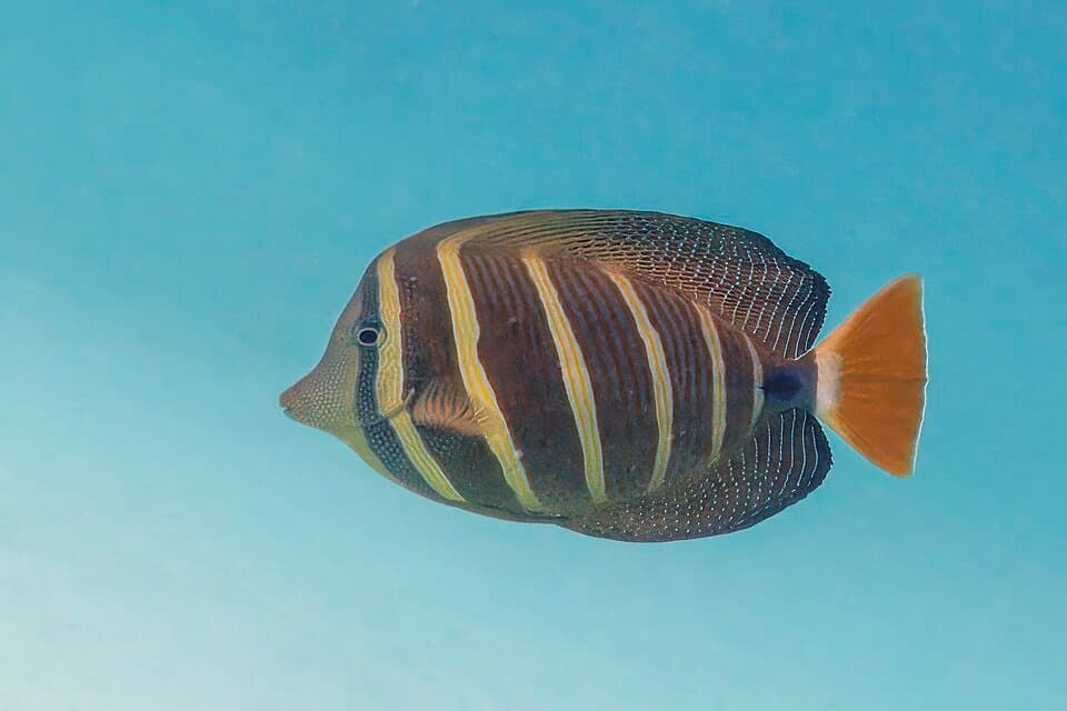 ภาพประกอบของ ปลาขี้ตังเบ็ดใบเรือ (Zebrasoma veliferum)