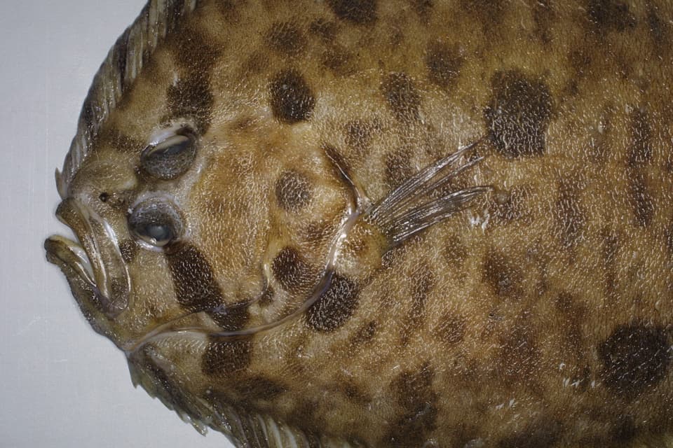 ภาพประกอบของ ปลา punctatus (Zeugopterus punctatus)