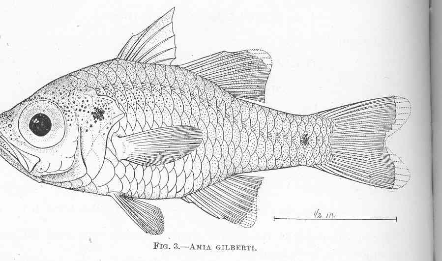 ภาพประกอบของ ปลาอมไข่ gilberti (Zoramia gilberti)