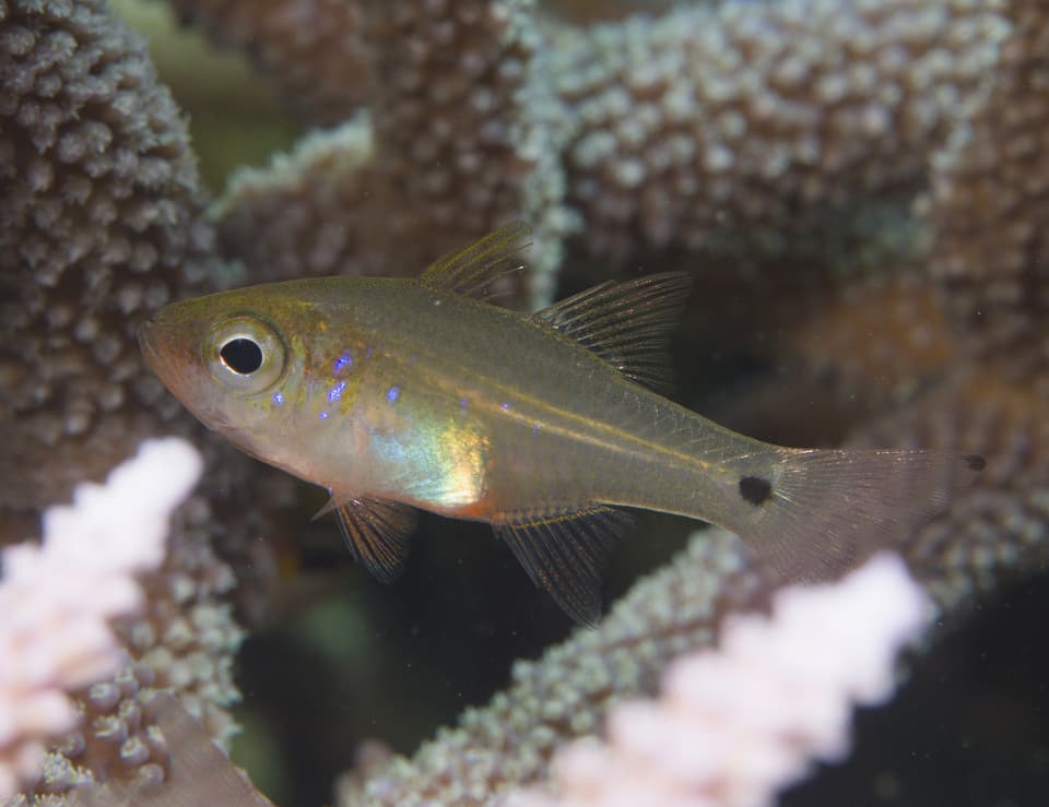 ภาพประกอบของ ปลาอมไข่ viridiventer (Zoramia viridiventer)