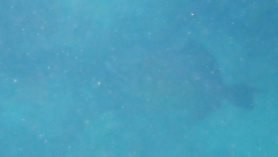 ภาพประกอบของ ปลาวัวจุดขาว (Abalistes stellatus)