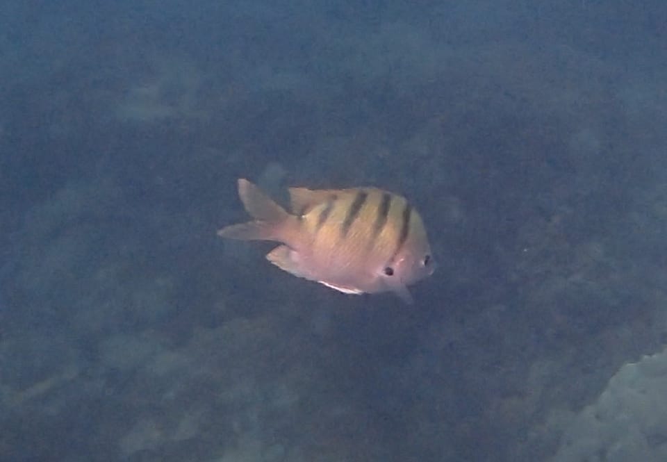 ภาพประกอบของ ปลาสลิดหินลายบั้ง (Abudefduf abdominalis)