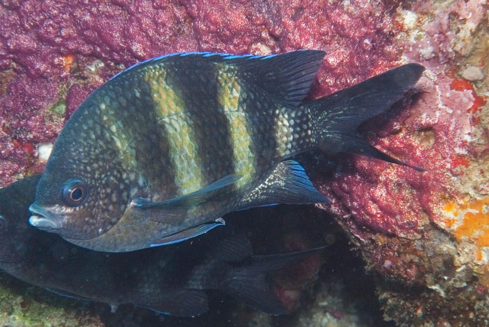 ภาพประกอบของ ปลาสลิดหิน natalensis (Abudefduf natalensis)