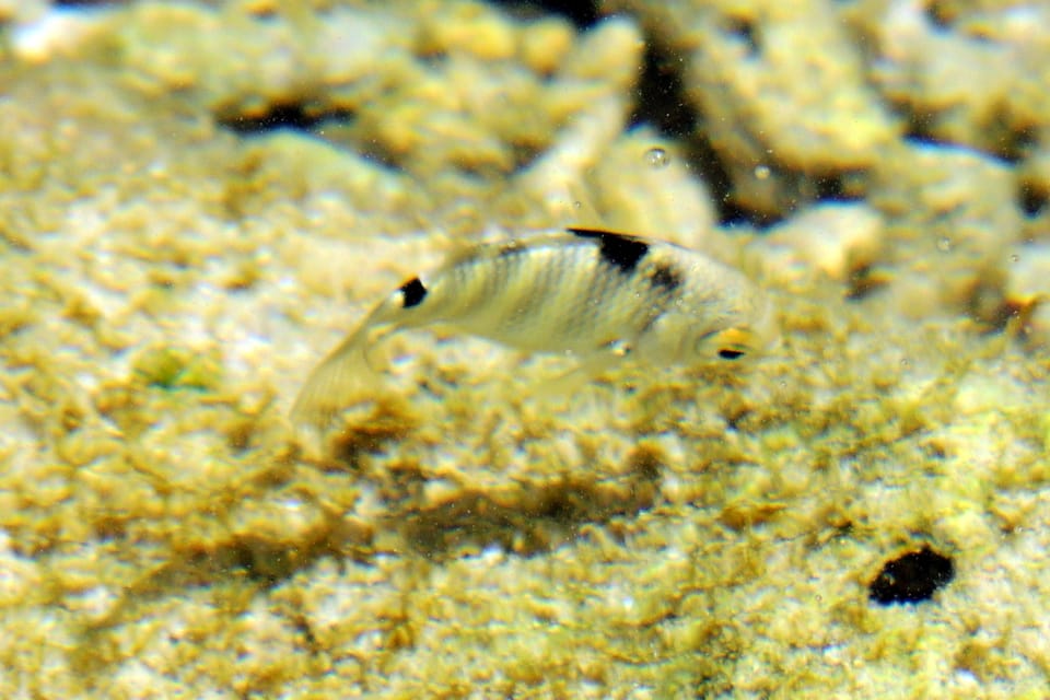 ภาพประกอบของ ปลำตะกรับบั้งด้ำ (Abudefduf septemfasciatus)