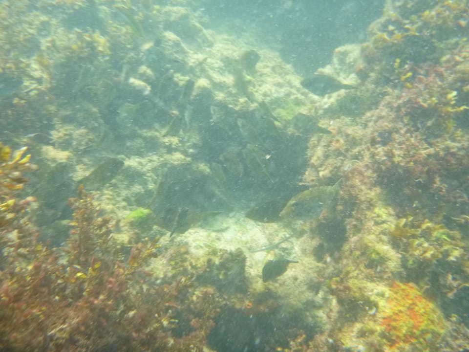 ภาพประกอบของ ปลาวัวหนังหนาม (Acanthaluteres brownii)