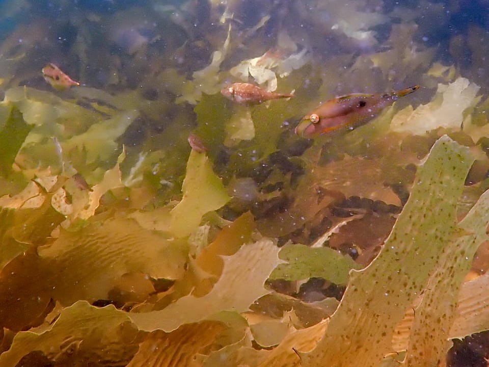 ภาพประกอบของ ปลาวัวหนัง spilomelanurus (Acanthaluteres spilomelanurus)