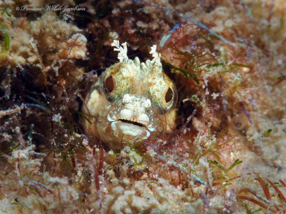 ภาพประกอบของ ปลา chaplini (Acanthemblemaria chaplini)