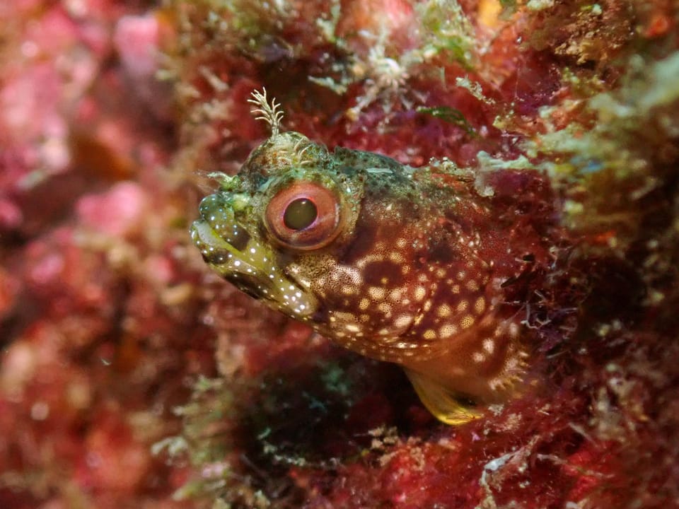 ภาพประกอบของ ปลา exilispinus (Acanthemblemaria exilispinus)