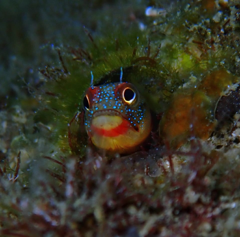 ภาพประกอบของ ปลา macrospilus (Acanthemblemaria macrospilus)