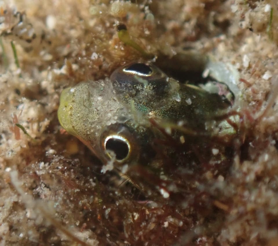 ภาพประกอบของ ปลา mangognatha (Acanthemblemaria mangognatha)