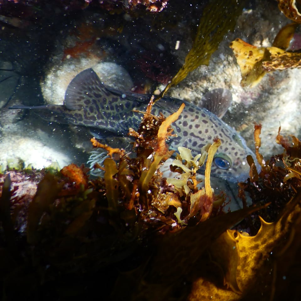 ภาพประกอบของ ปลาทะเลลายเสือดาว (Acanthistius pardalotus)