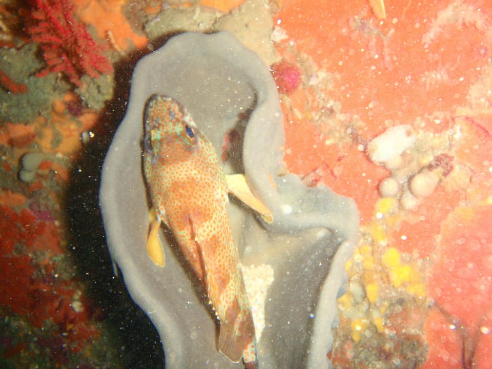 ภาพประกอบของ ปลาทะเล sebastoides (Acanthistius sebastoides)