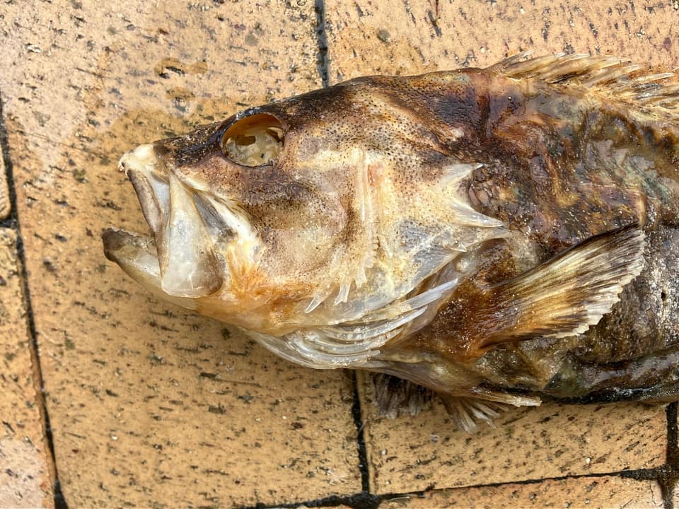 ภาพประกอบของ ปลาทะเล serratus (Acanthistius serratus)