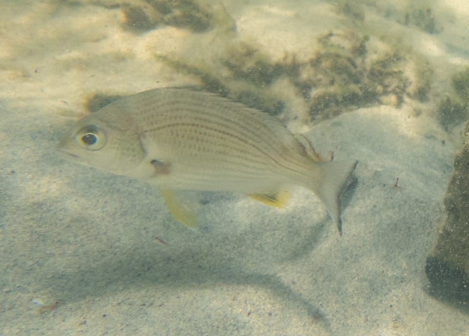 ภาพประกอบของ ปลา australis (Acanthopagrus australis)