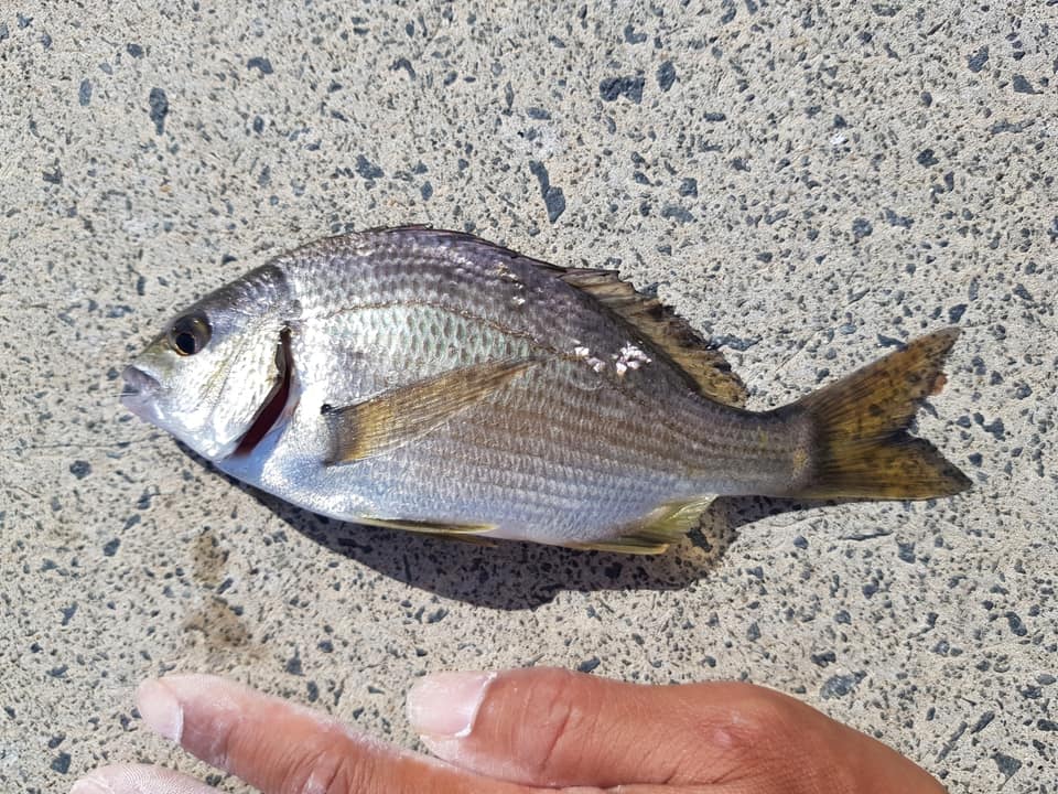 ภาพประกอบของ ปลา butcheri (Acanthopagrus butcheri)