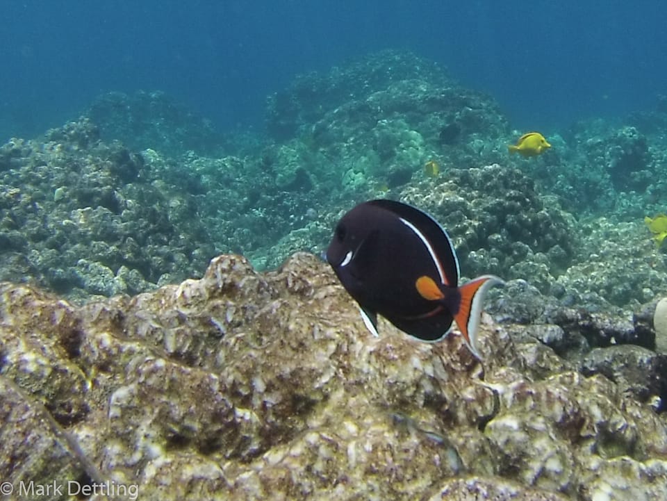 ภาพประกอบของ ปลาขี้ตังเบ็ด achilles (Acanthurus achilles)