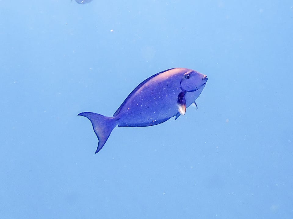 ภาพประกอบของ ปลาขี้ตังเบ็ดขาว (Acanthurus albipectoralis)