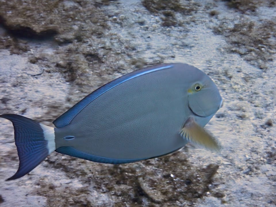 ภาพประกอบของ ปลาขี้ตังเบ็ดน้ำเงินลายบั้ง (Acanthurus blochii)