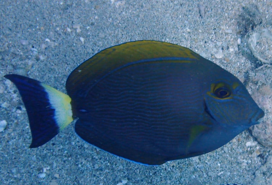 ภาพประกอบของ ปลาขี้ตังเบ็ดครีบลาย (Acanthurus dussumieri)