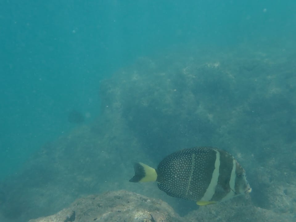ภาพประกอบของ ปลาขี้ตังเบ็ด guttatus (Acanthurus guttatus)