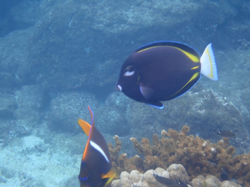 ภาพประกอบของ ปลาขี้ตังเบ็ดดำ (Acanthurus nigricans)