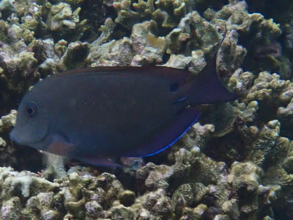 ภาพประกอบของ ปลาขี้ตังเบ็ด nigrofuscus (Acanthurus nigrofuscus)