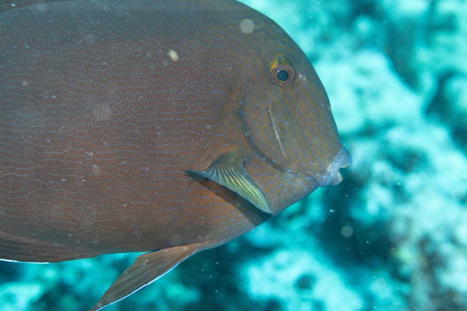 ภาพประกอบของ ปลาขี้ตังเบ็ด nigroris (Acanthurus nigroris)