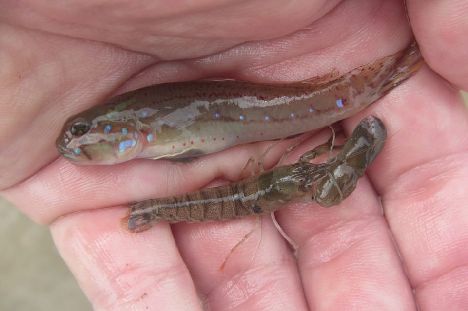 ภาพประกอบของ ปลาบู่ moloanus (Acentrogobius moloanus)