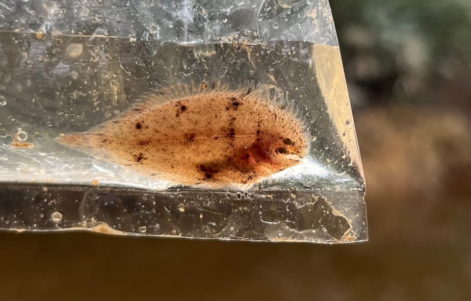 ภาพประกอบของ ปลา melanorhynchus (Achiroides melanorhynchus)