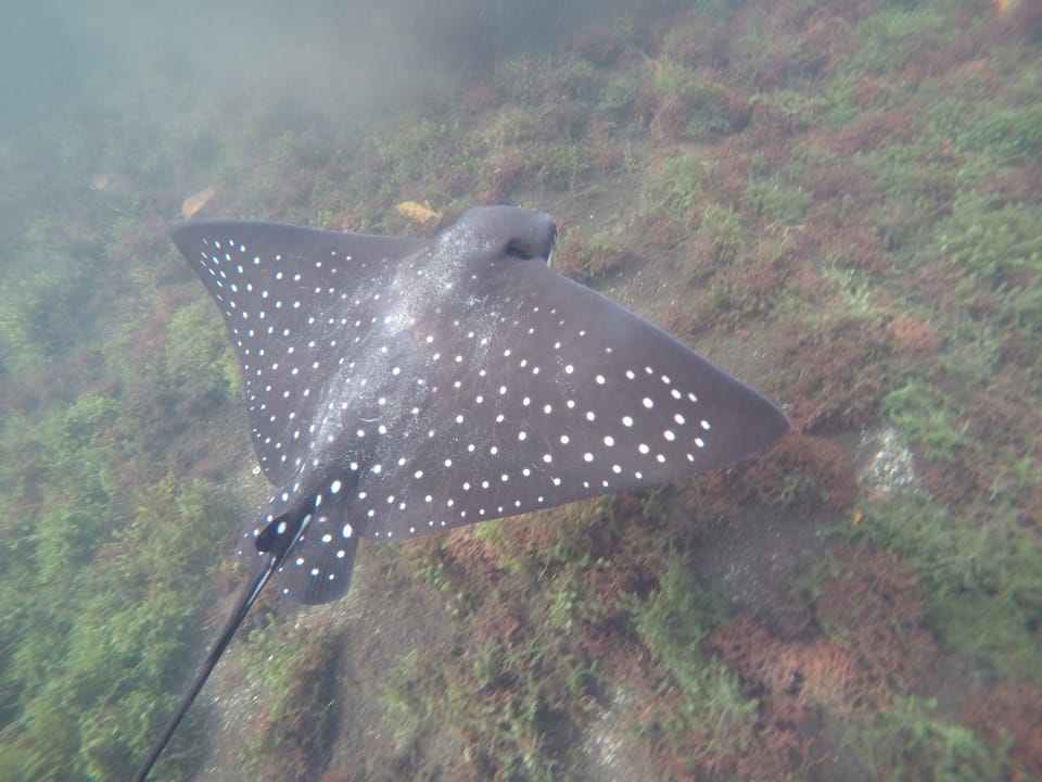 ภาพประกอบของ ปลา ocellatus (Aetobatus ocellatus)