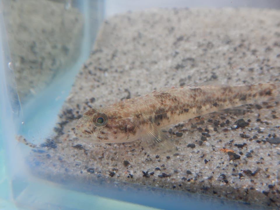 ภาพประกอบของ ปลาบู่บู่ (Afurcagobius tamarensis)