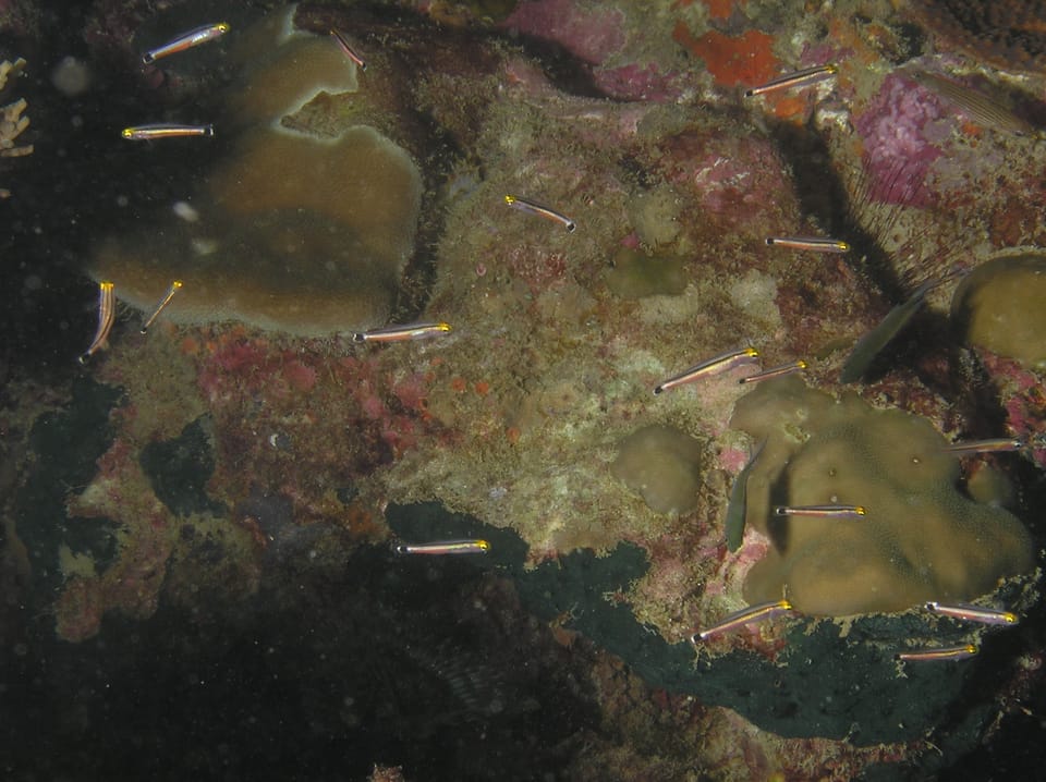 ภาพประกอบของ ปลาบู่ไฟ megastigma (Aioliops megastigma)