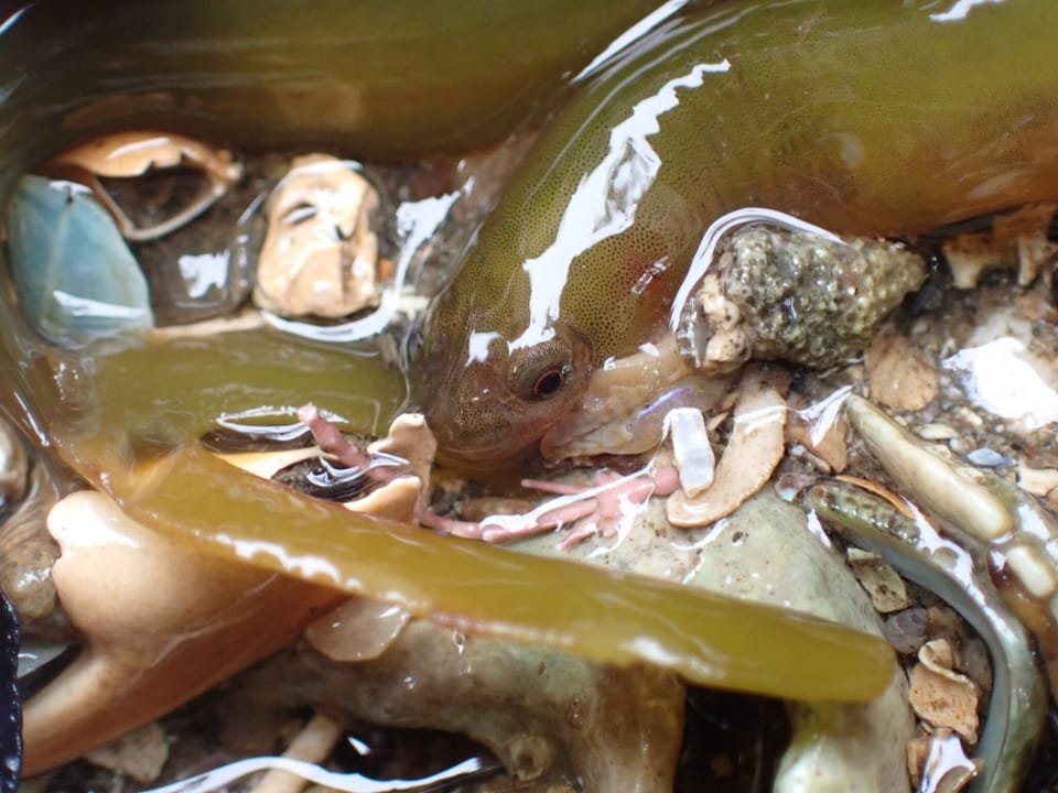 ภาพประกอบของ ปลา dorsalis (Alabes dorsalis)