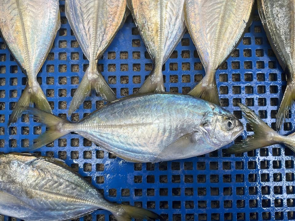 ภาพประกอบของ ปลา apercna (Alepes apercna)