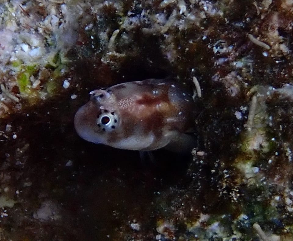 ภาพประกอบของ ปลาตั๊กแตนหินตั๊กแตนหิน (Alloblennius jugularis)