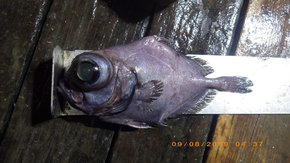 ภาพประกอบของ ปลา folletti (Allocyttus folletti)