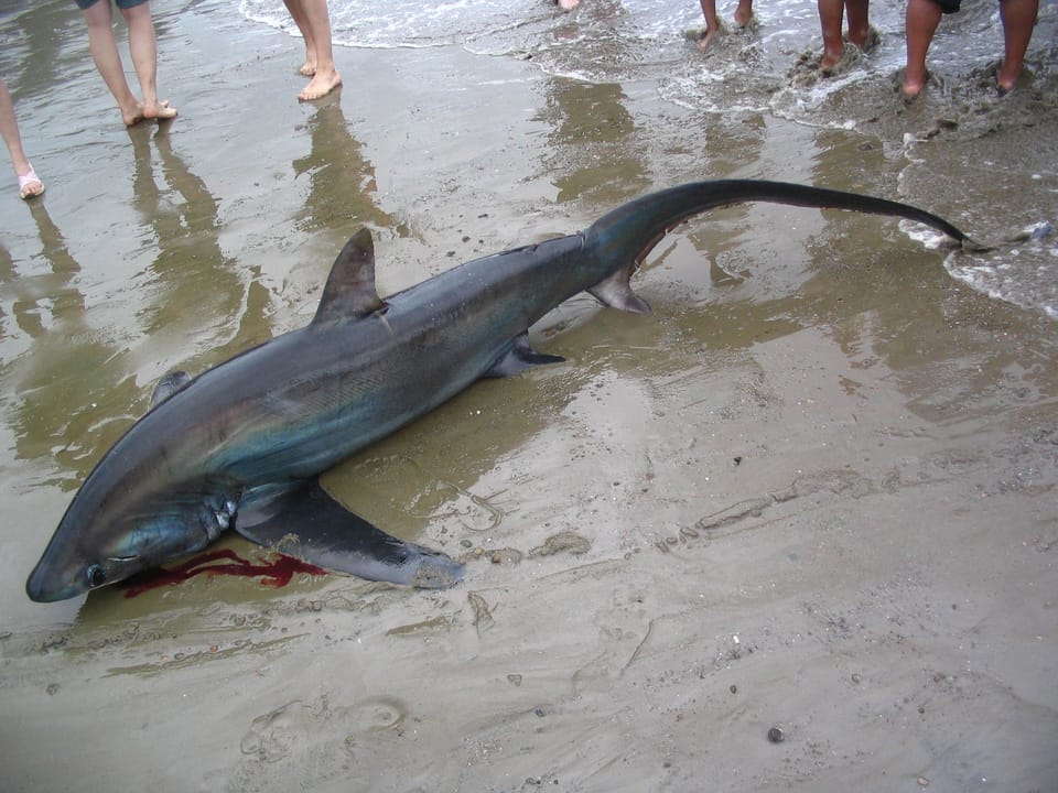 ภาพประกอบของ ปลา pelagicus (Alopias pelagicus)