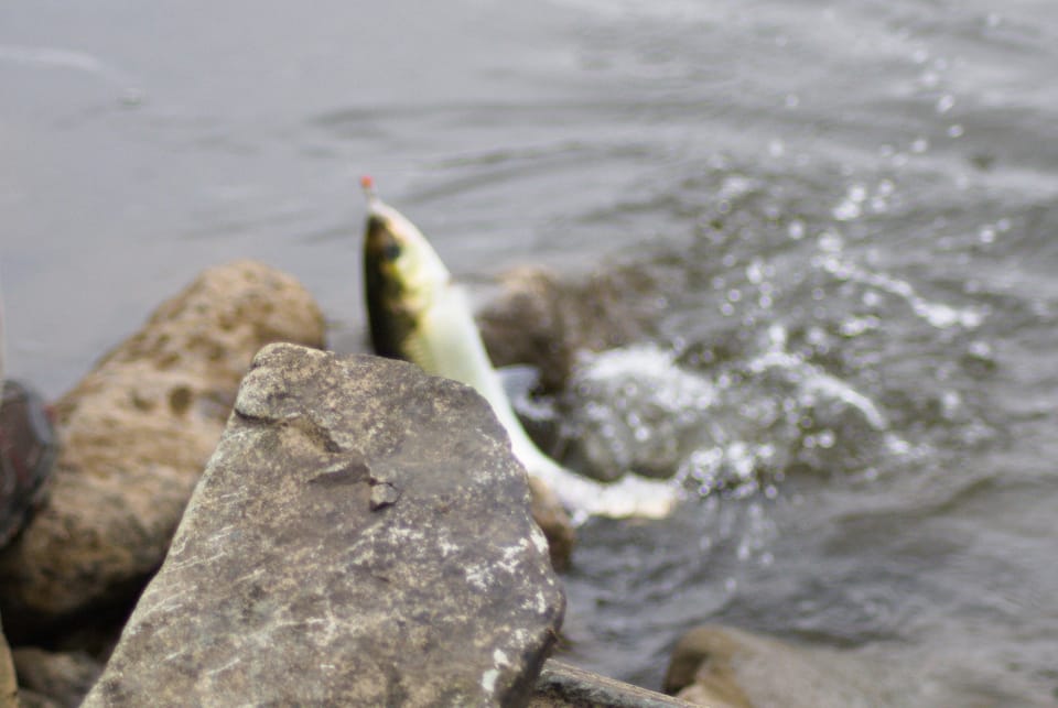 ภาพประกอบของ ปลา sapidissima (Alosa sapidissima)