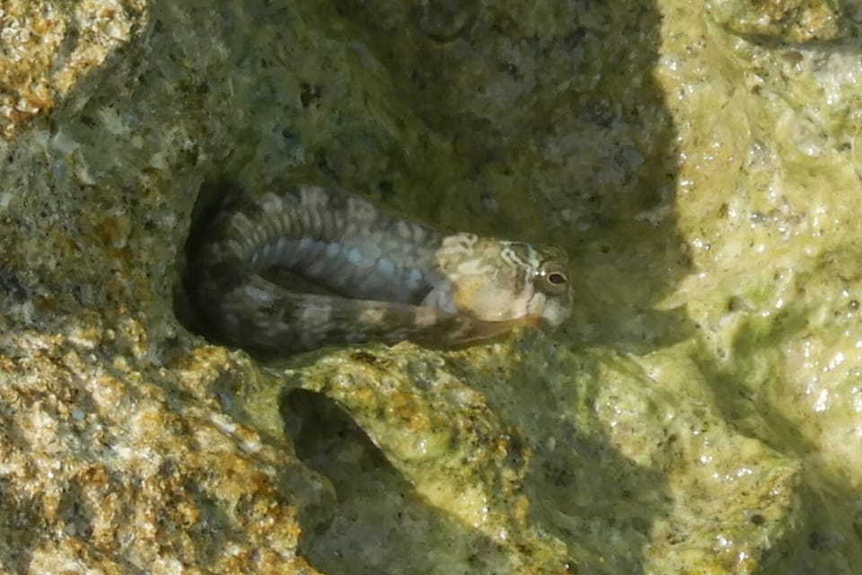 ภาพประกอบของ ปลาตั๊กแตนหินตั๊กแตนหิน (Alticus magnusi)